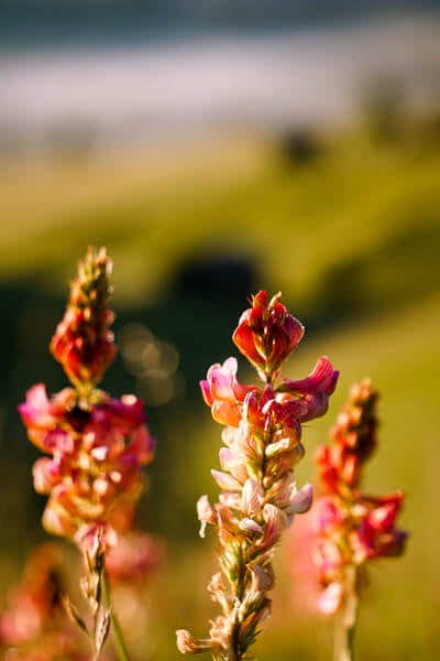 Alpe di Siusi Flowers, Dolomites, Italy