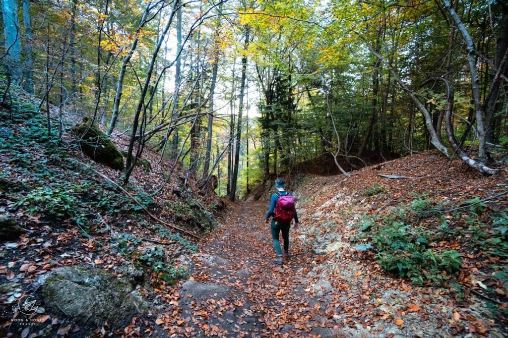 Mala Osojnica to Ojstrica forest trail, Slovenia