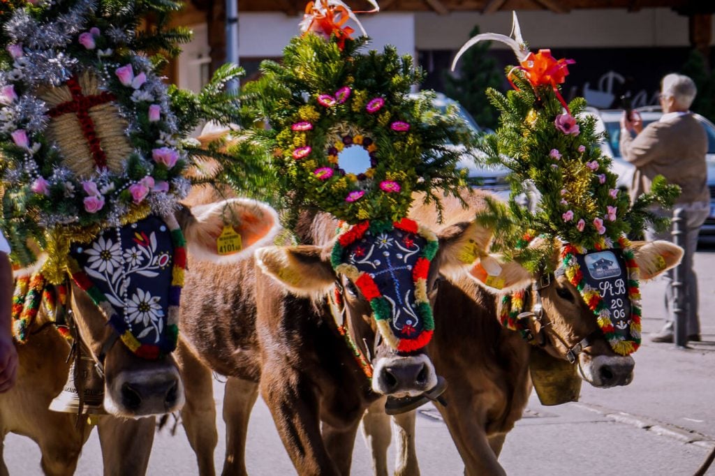 Almabtrieb, Mayrhofen, Tirol, Austria