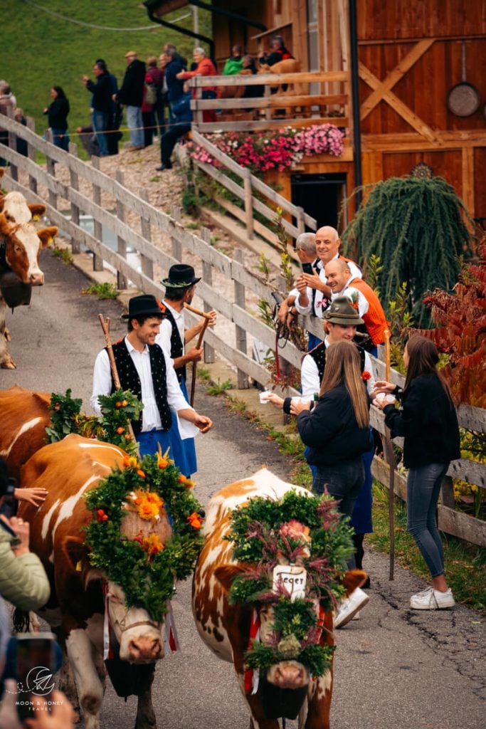 Almabtrieb Seiser Alm to St. Valentin, Dolomites, Italy