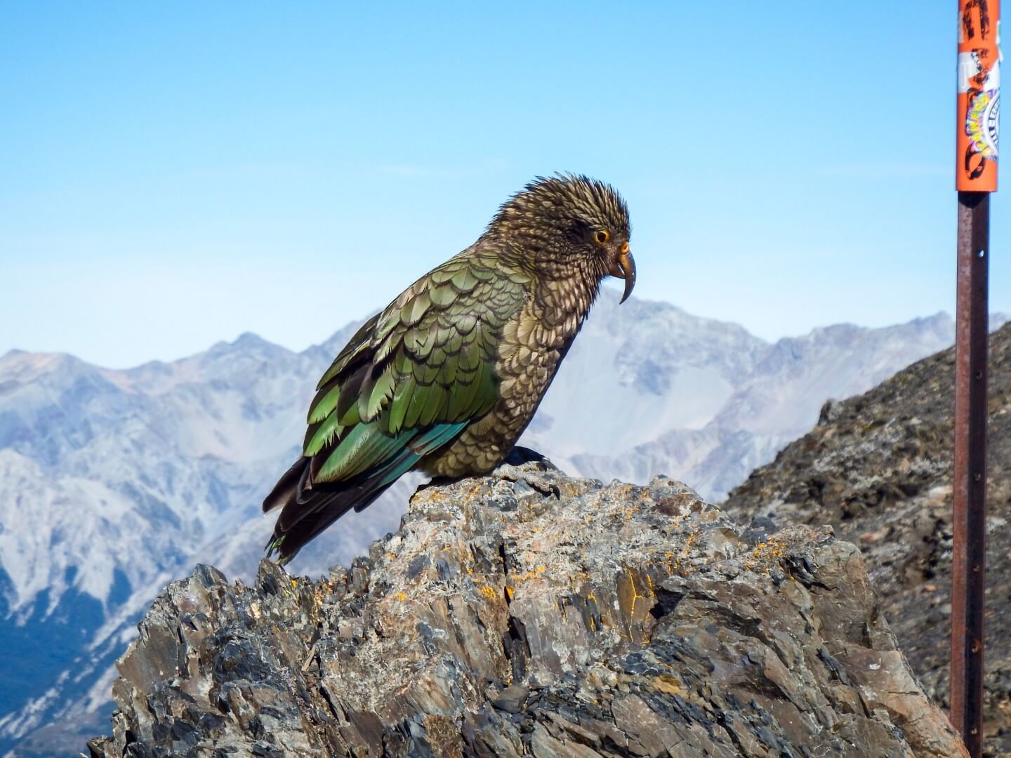 Avalanche Peak, Arthur's Pass National Park, New Zealand