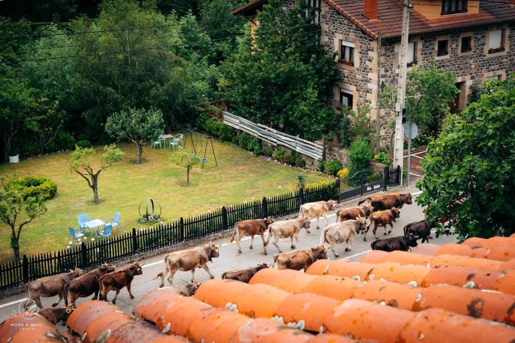 Camaleño Valley cattle drive, Cantabria, Spain