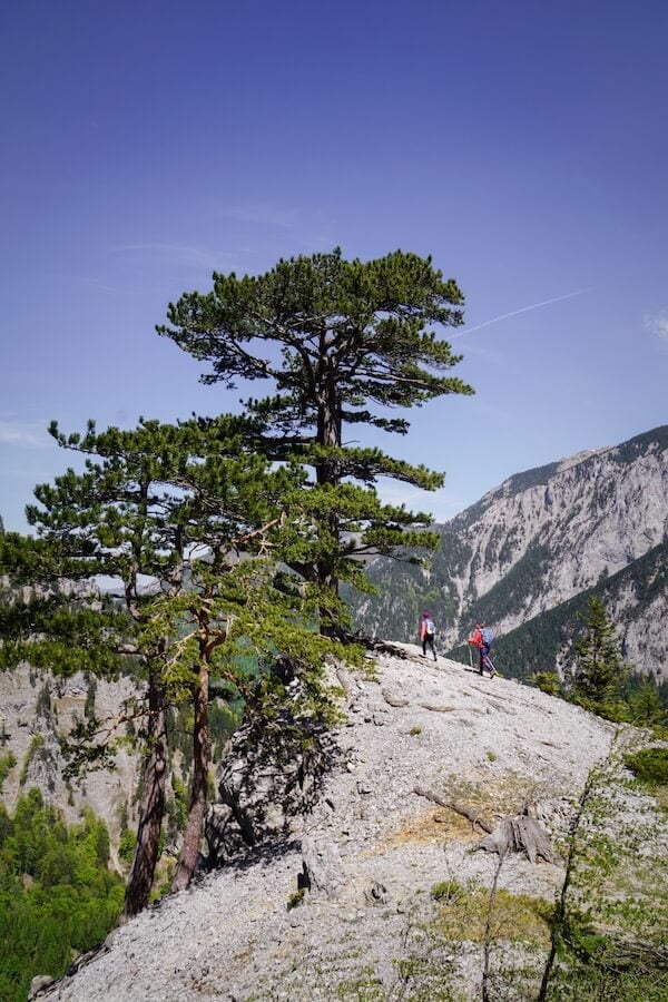 Camillo Kronichsteig, Brandschneide, Wiener Alpen