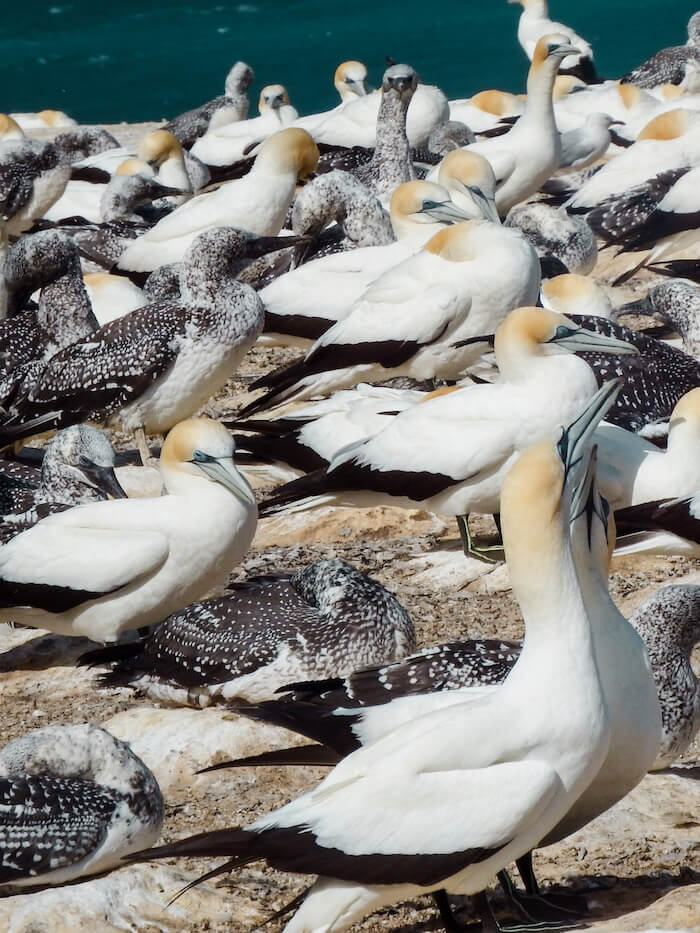 Cape Kidnappers Gannets, New Zealand