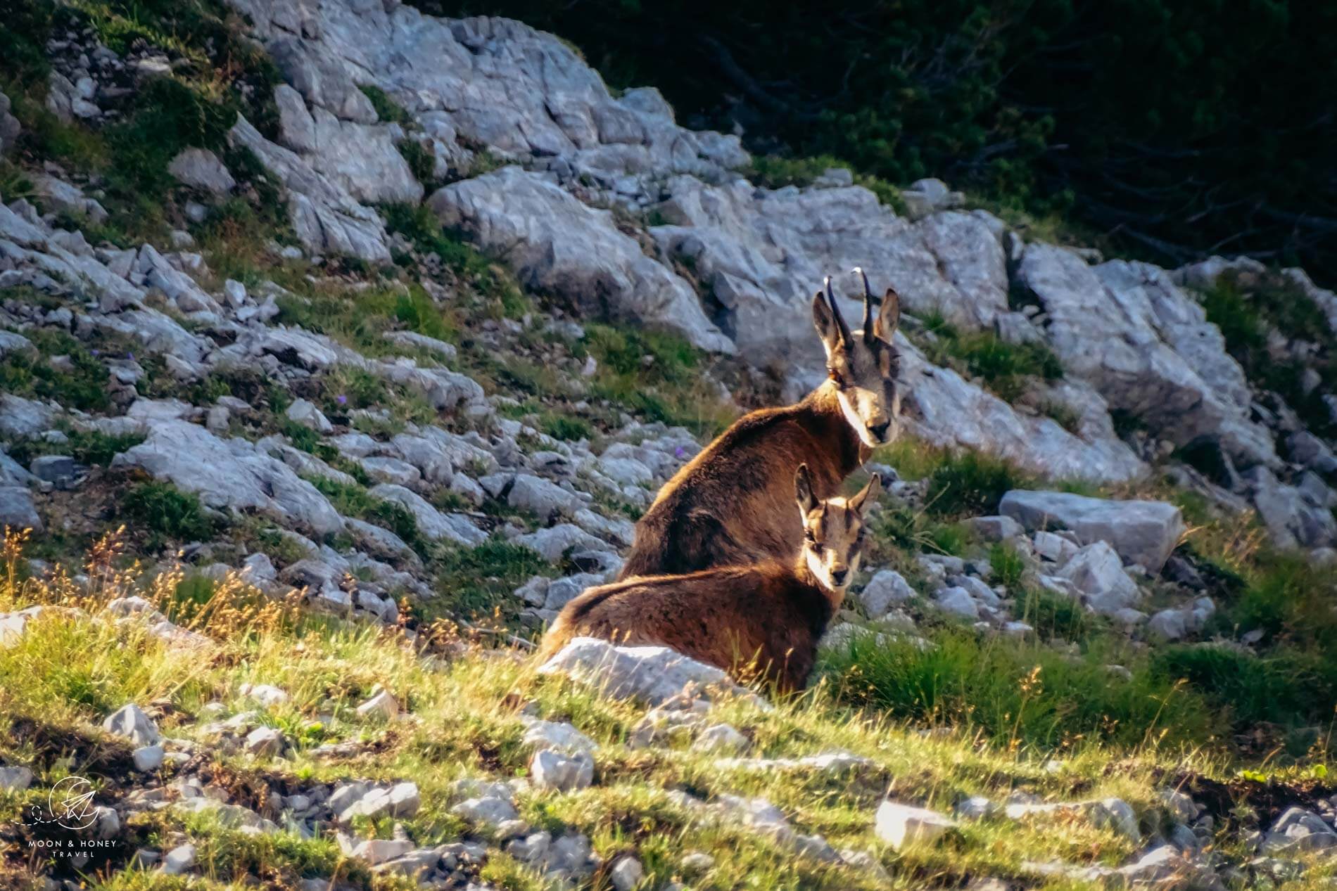 Chamois, Karwendel High Trail, Austria