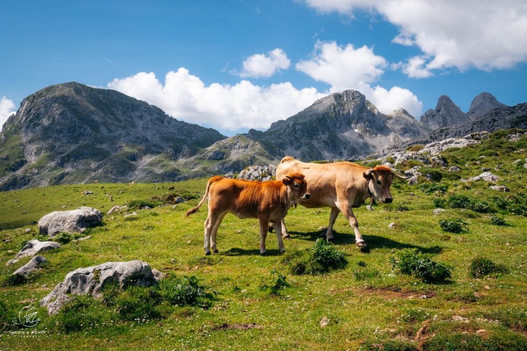 PR-PNPE-4 Vega de Ario Hiking Trail, Picos de Europa National Park, Spain