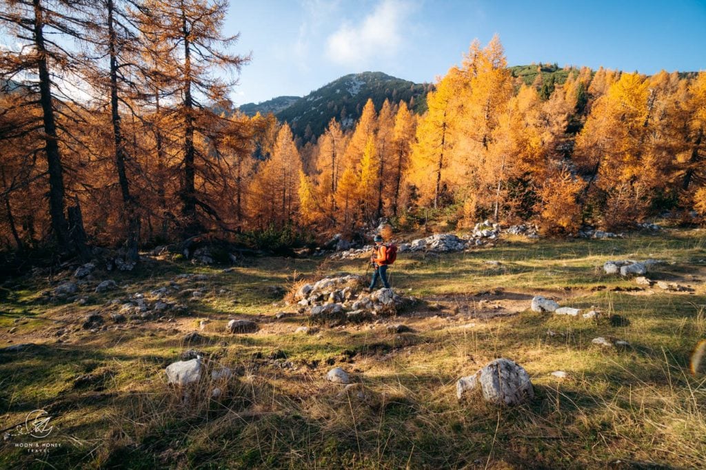 Pokljuka Larch Forest, Julian Alps, Slovenia