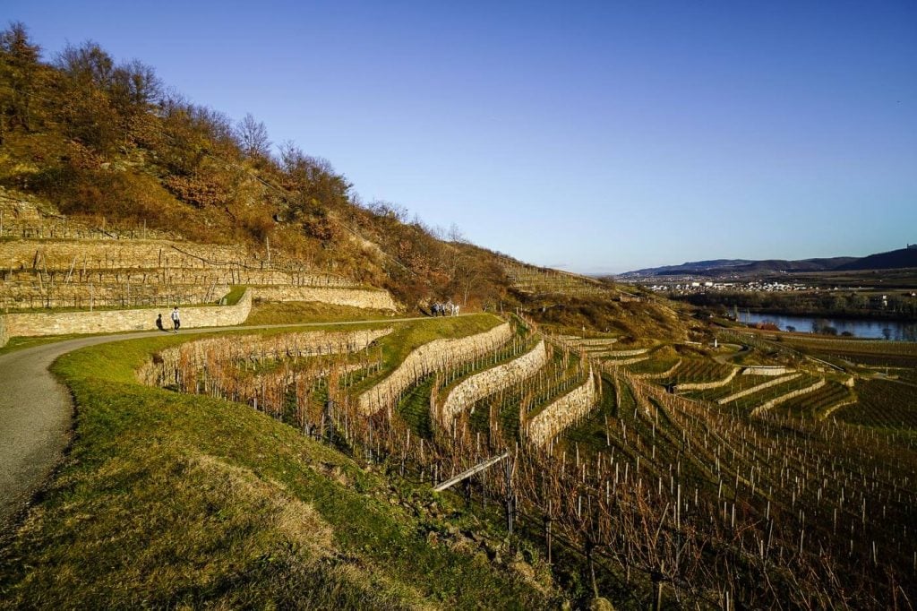 Terrassierte Weinberge, Wachau Welterbesteig, Etappe 1, Österreich