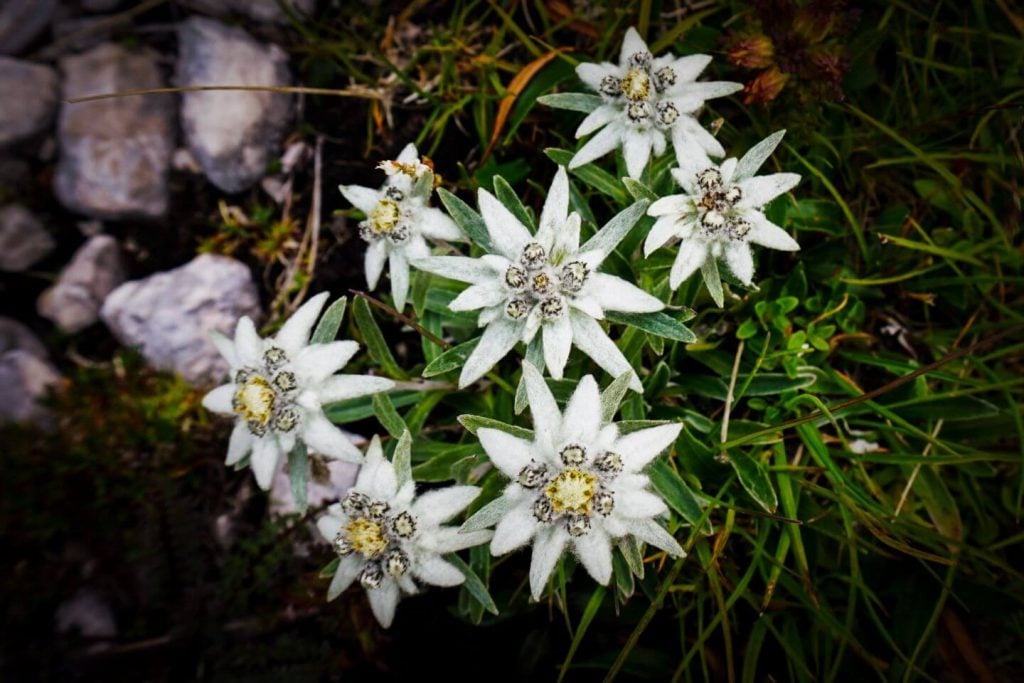 Edelweiss, Slovenian Alps, Slovenia