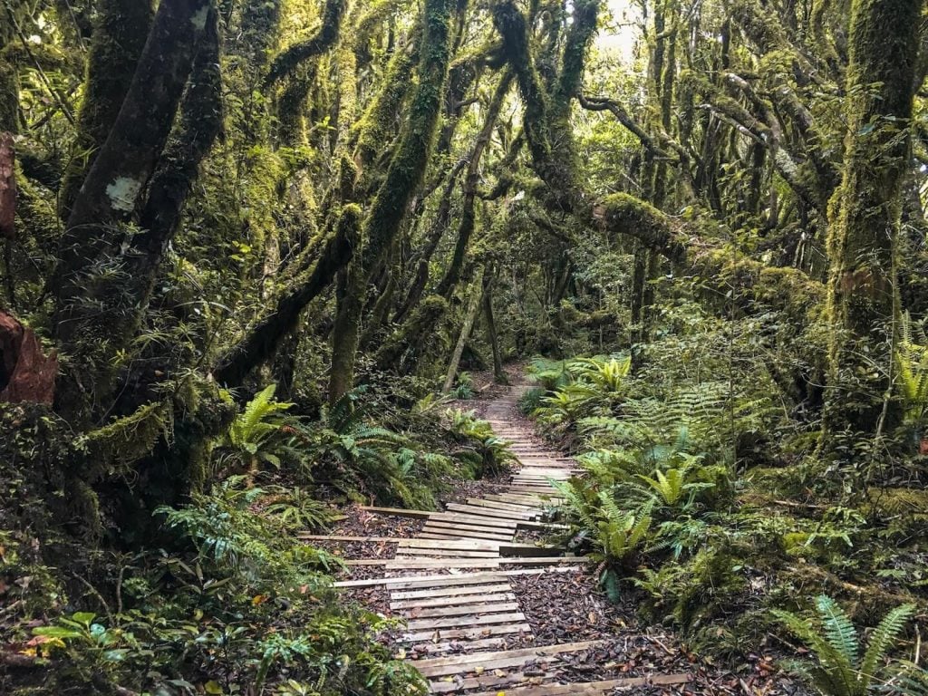 Goblin Forest, Egmont National Park, New Zealand