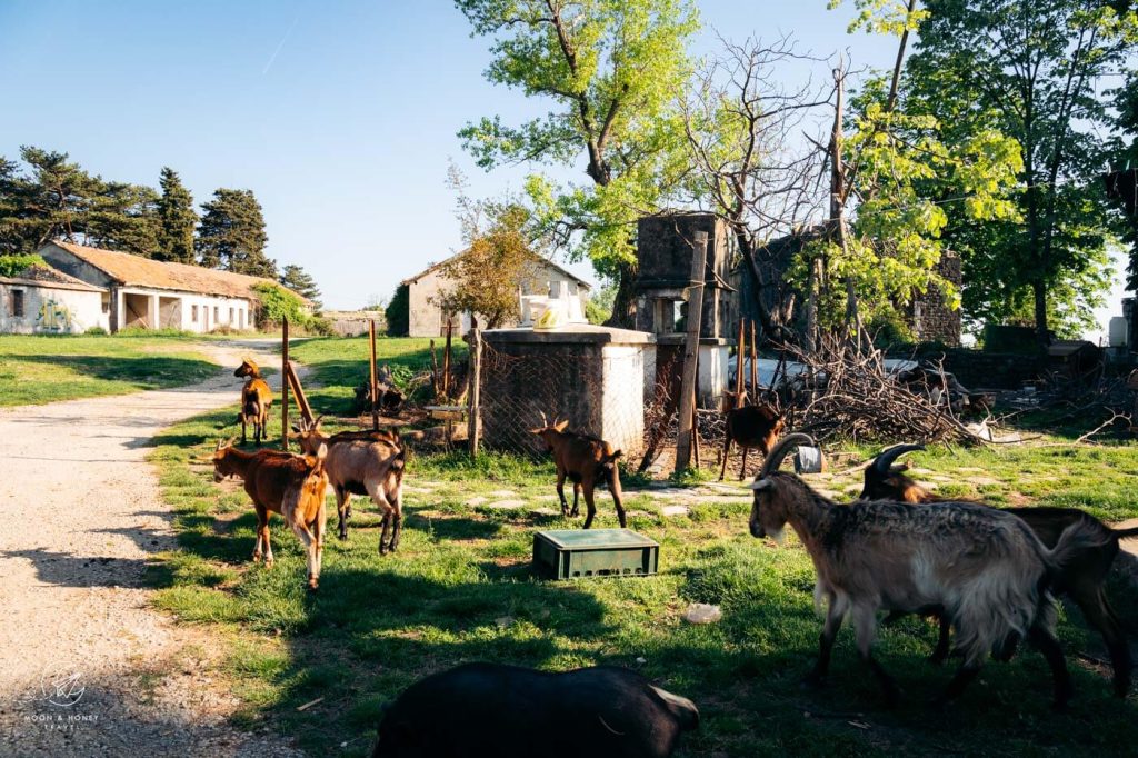 Fort Vrmac farm animals, Montenegro