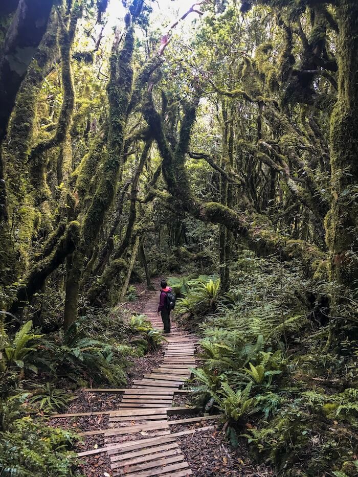 Goblin Forest, Egmont National Park, New Zealand Travel Guide