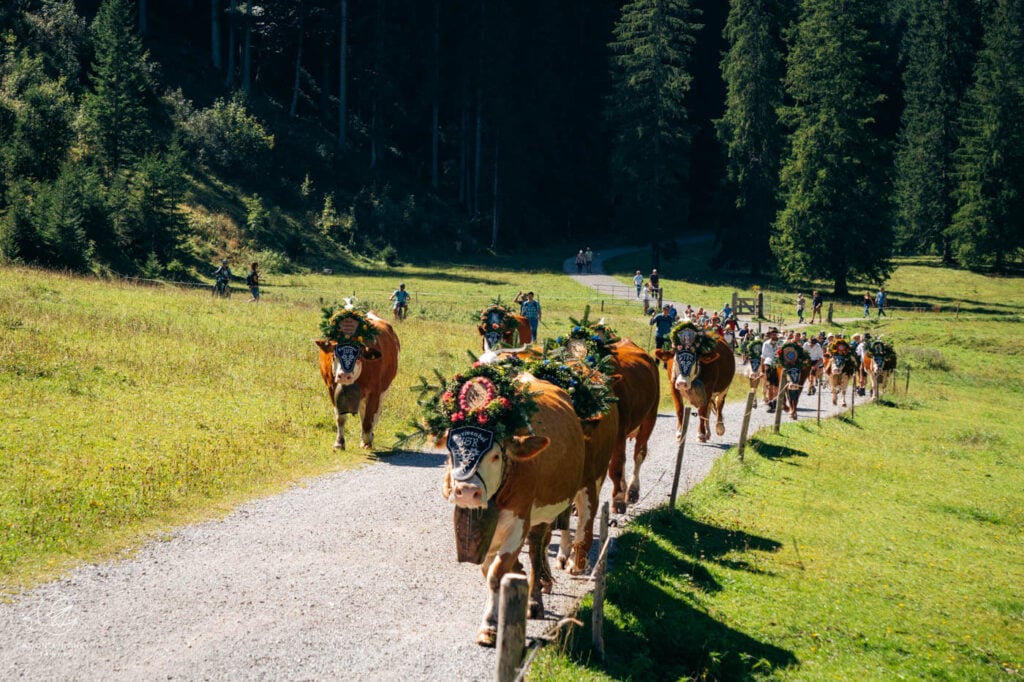 Almabtrieb von der Gramaialm, Achensee, Tirol, Österreich