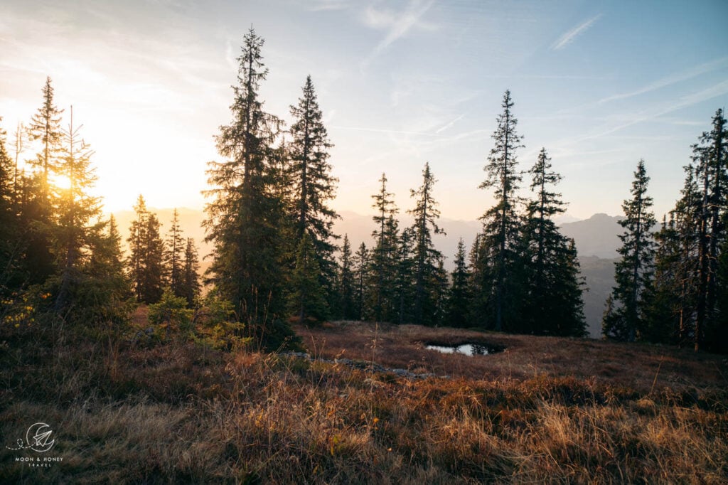 Hochkeil Forest Meadow, Hochkönig, Salzburg, Austria