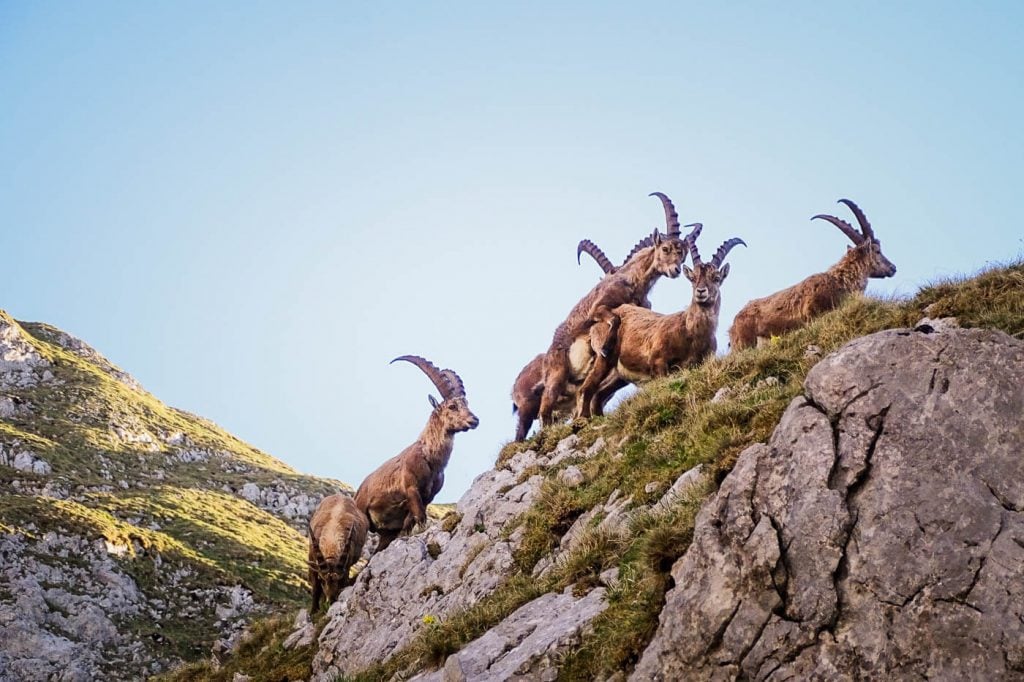 Alpine Ibex, Hochschwab, Styria, Alps in Summer