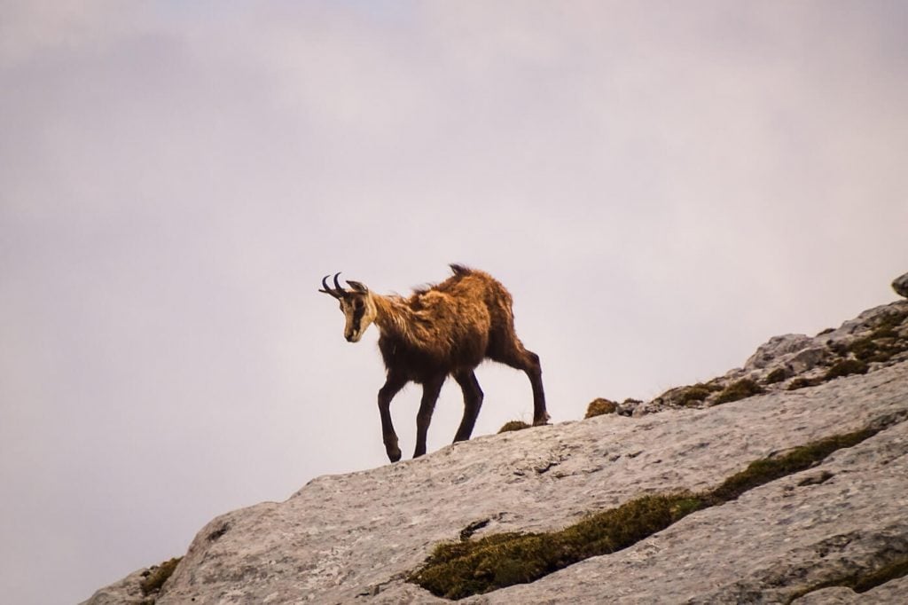 Chamois in Hochschwab, Styria