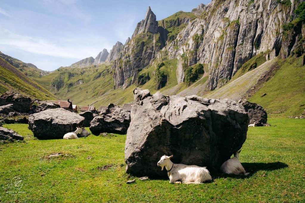 Appenzeller Goats at Fälenalp mountain pasture, Appenzell, Switzerland