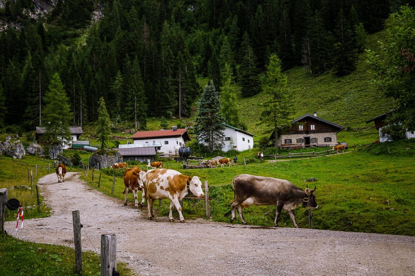 Steinbergalm, Wilder Kaiser, Austria