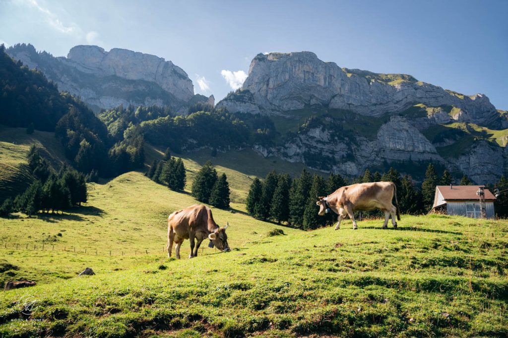 Klein Hütten mountain pasture, Appenzell, Switzerland