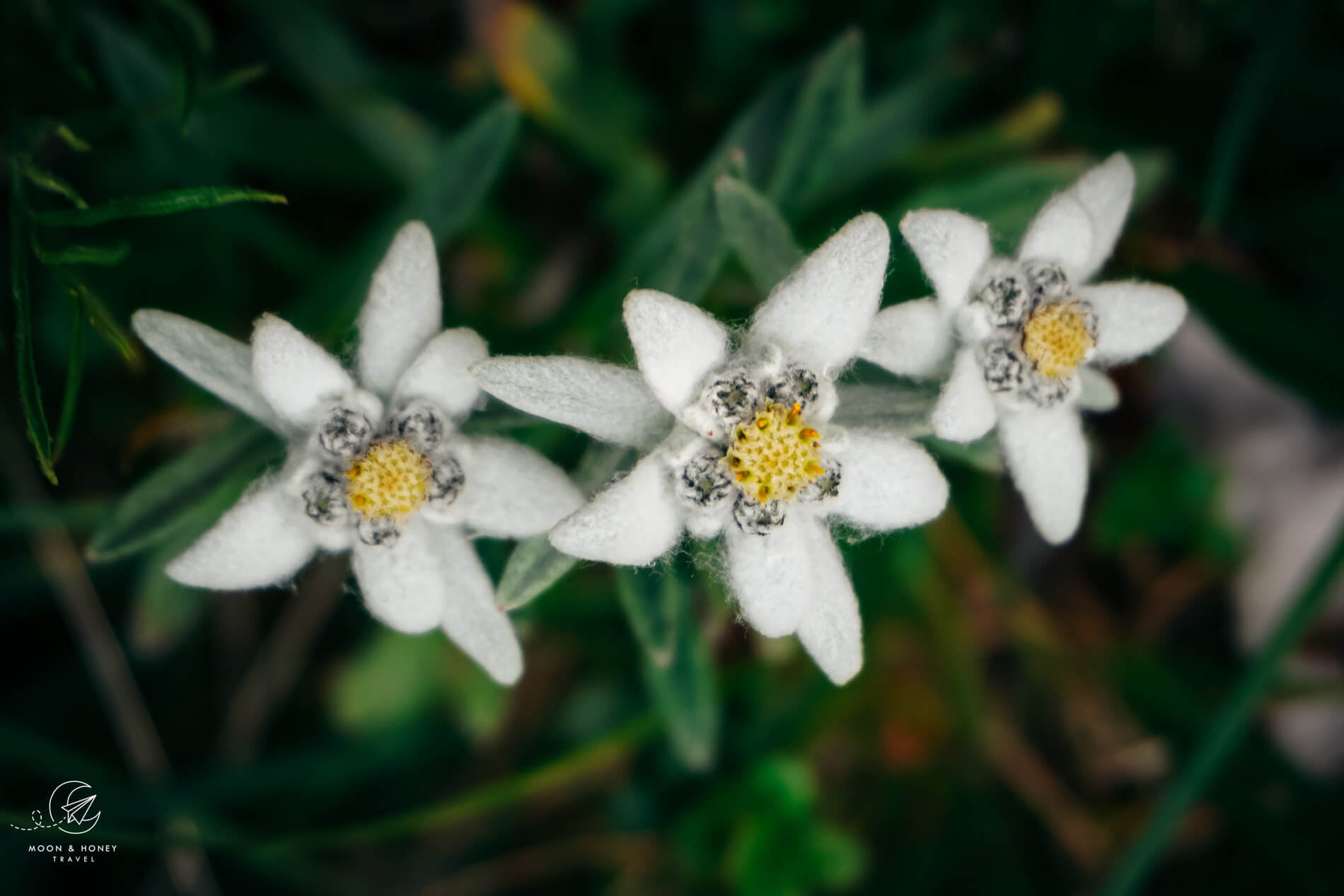 Edelweiss, Julian Alps, Slovenia