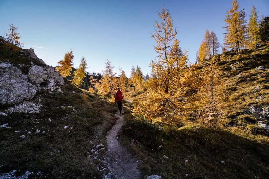 Larch Trees, Trail 216, Lake Sorapis Hike