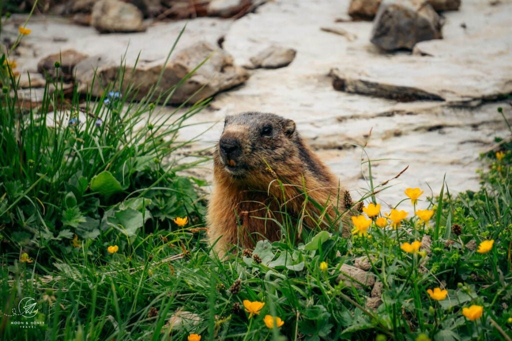 Marmot, Liechtenstein