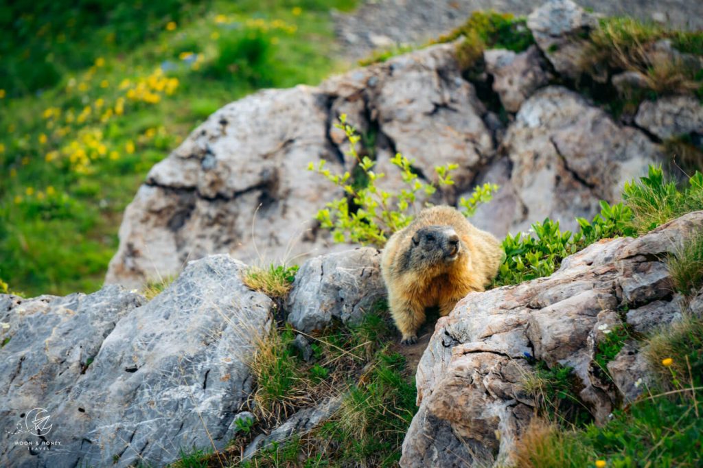 Marmot, Liechtenstein, Panorama Trail