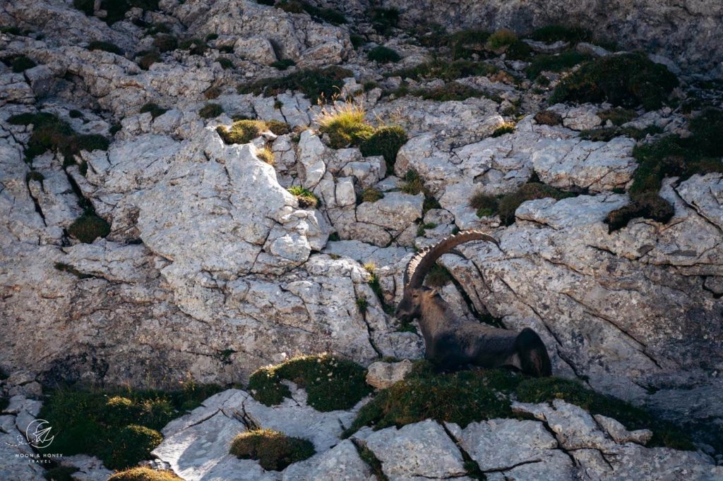 Lisengrat Ibex, Alpstein, Switzerland