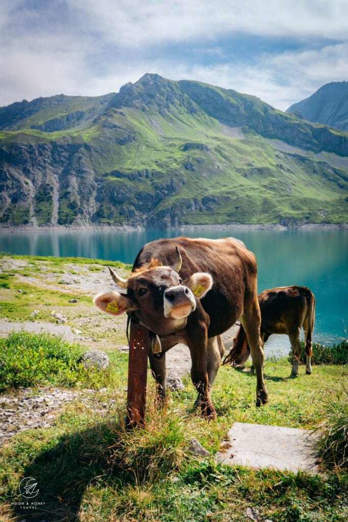 Kuh beim Lünersee, Rätikon, Vorarlberg, Österreich