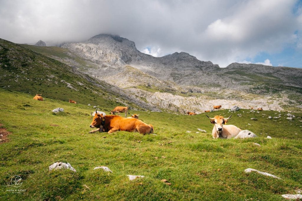 Majadas de Amuesa, Picos de Europa National Park