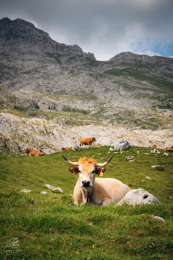 Majadas de Amuesa, Picos de Europa National Park, Asturias