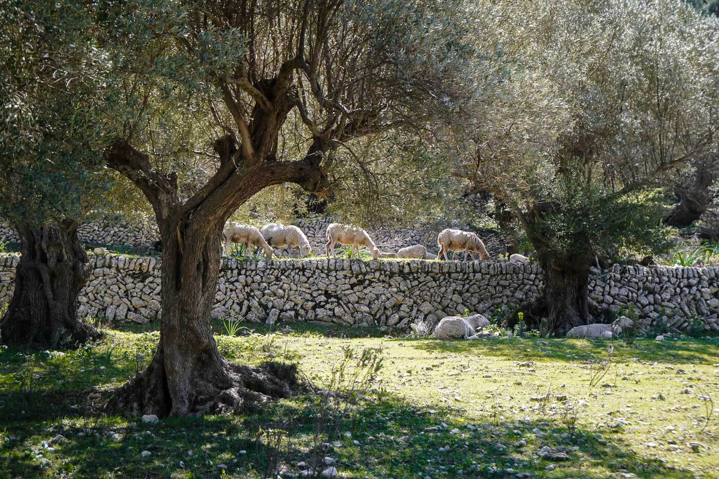 Olive Grove and Sheep, Mallorca Mallorca