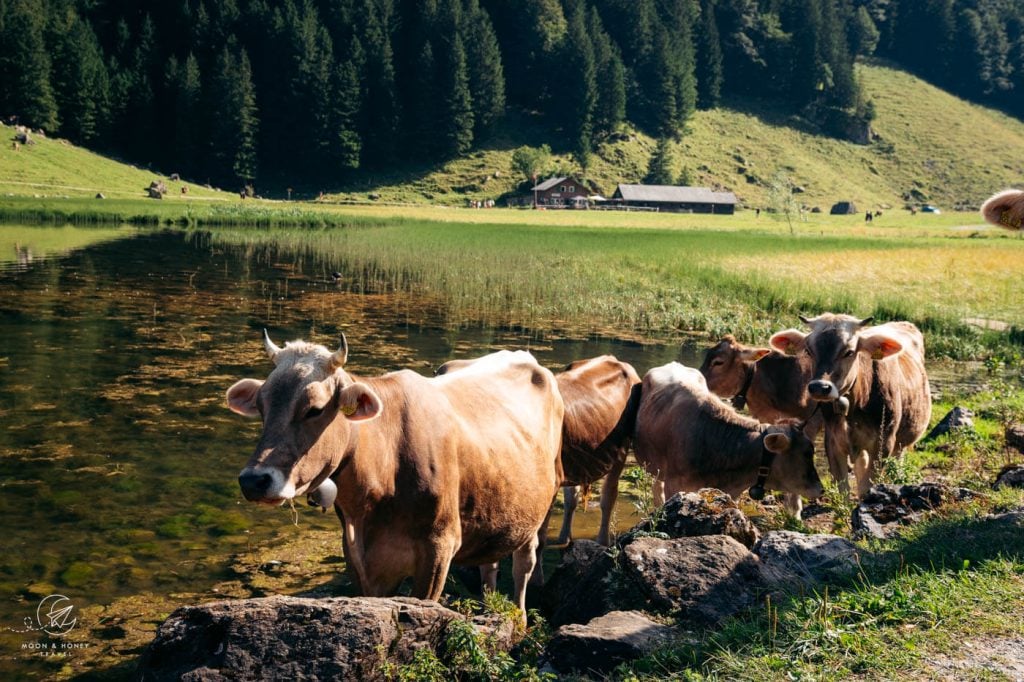 Cows in Lake Seealpse, Alpstein, Switzerland