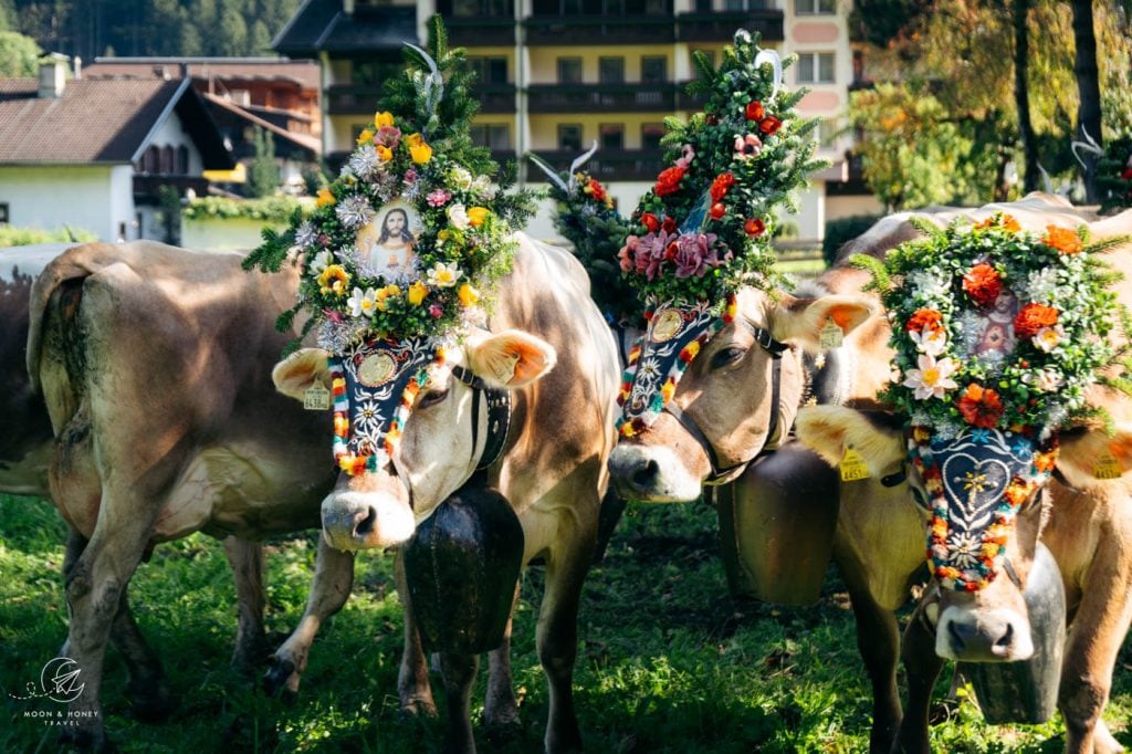 Mayrhofen Cattle Drive Almabtrieb, Tyrol, Austria