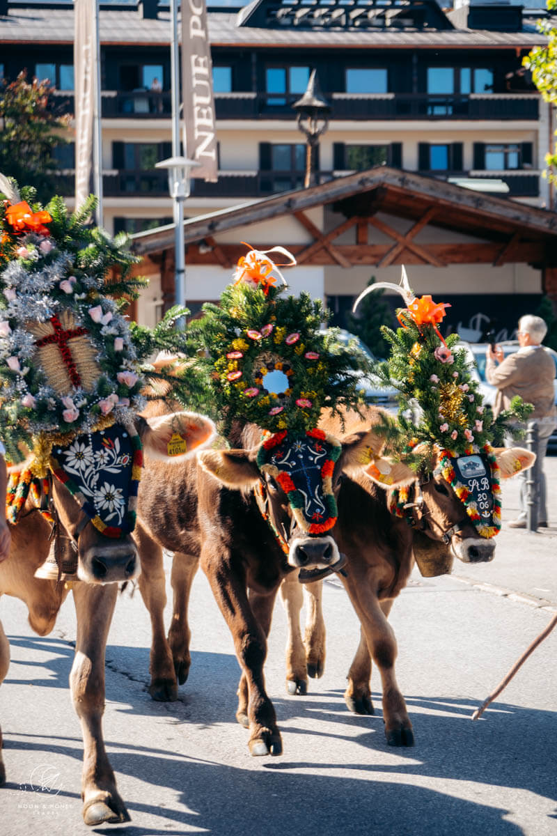 Mayrhofen Almabtrieb cattle drive, Alps Festival