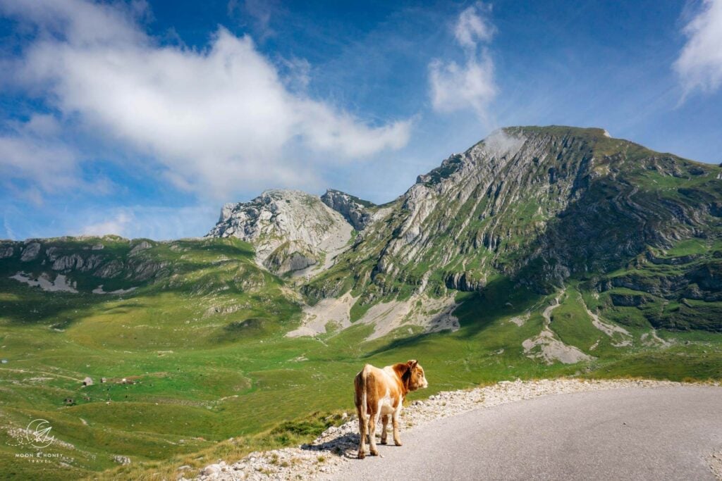 Durmitor National Park P14, Montenegro