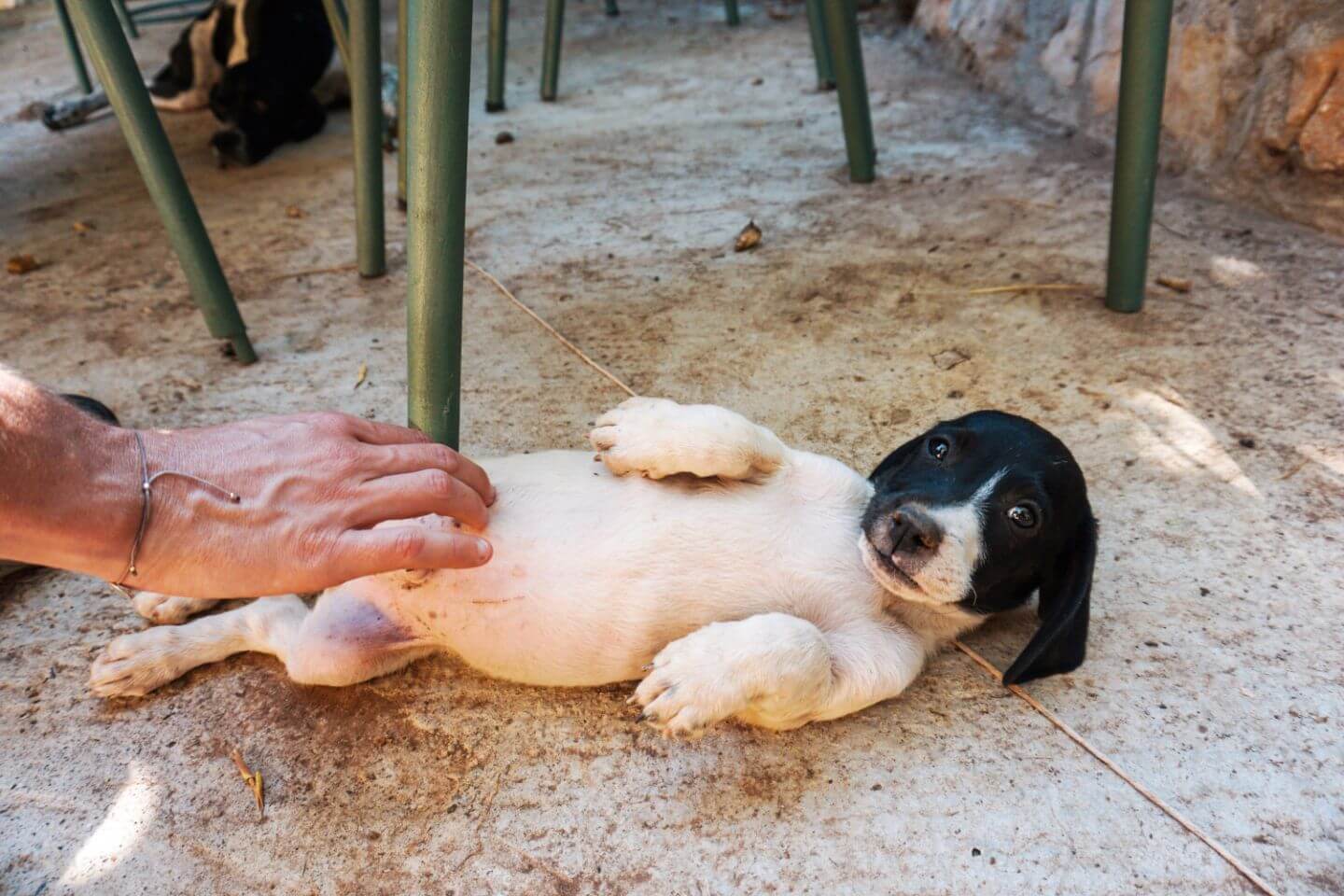 Puppy at Apartment Pajovic, Lake Skadar, Montenegro