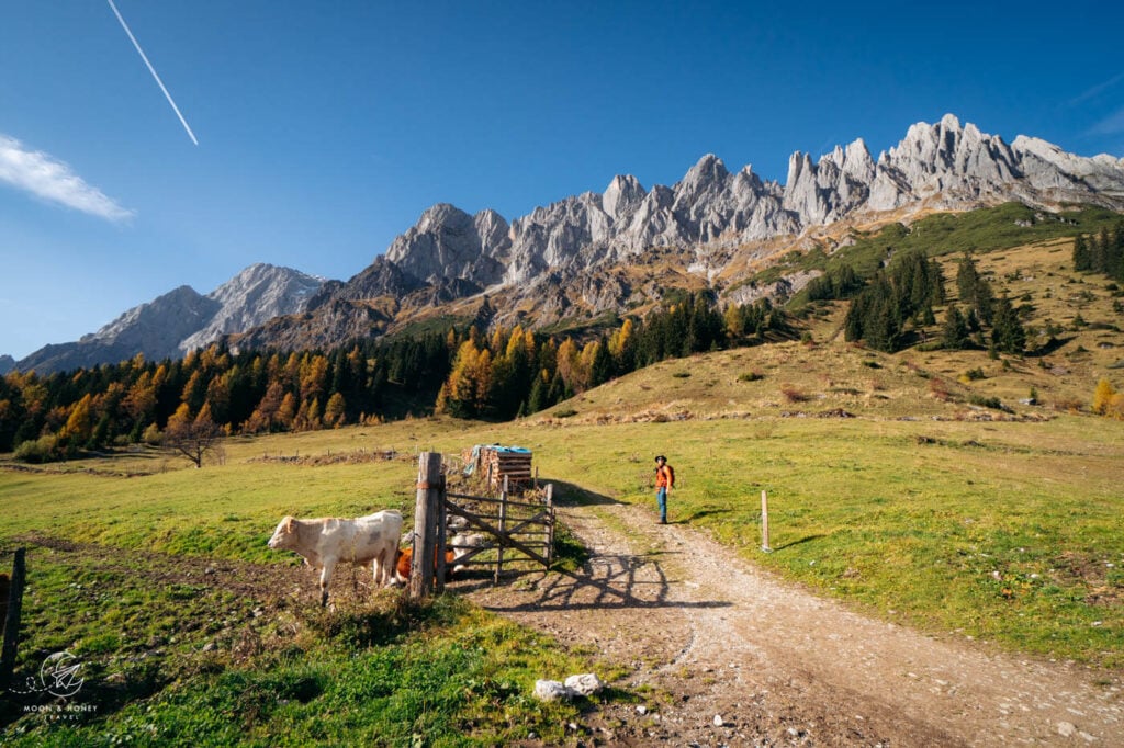 Arthurhaus to Windrauchegg Alm hiking trail, Salzburger Almenweg, Austria