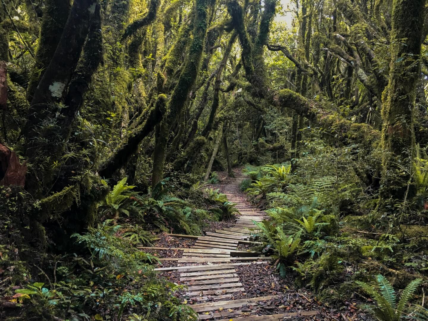 Goblin Forest, New Zealand North Island