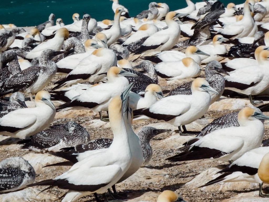 Cape Kidnappers Gannet Colony, New Zealand