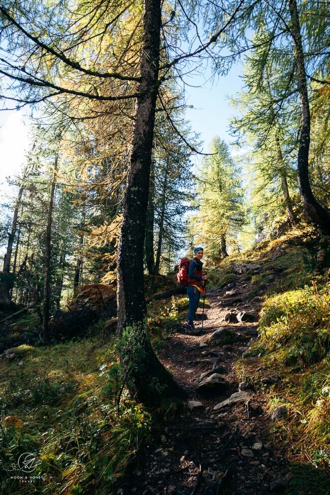 Nuvolau-Averau Group, Forest, Dolomites