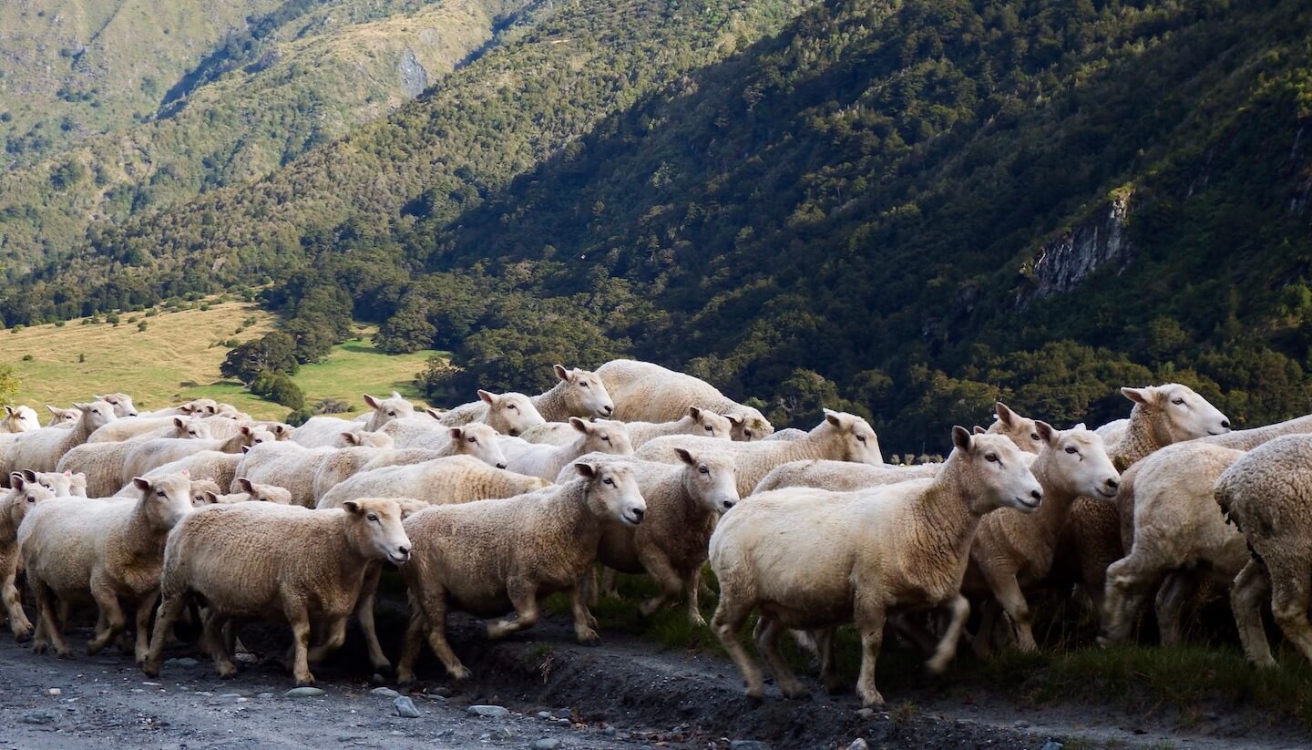 New Zealand Sheep, New Zealand South Island