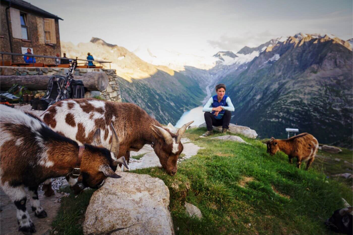 Bergziegen bei der Olpererhütte, Aussicht auf den Schlegeisspeicher, Zillertaler Alpen, Österreich