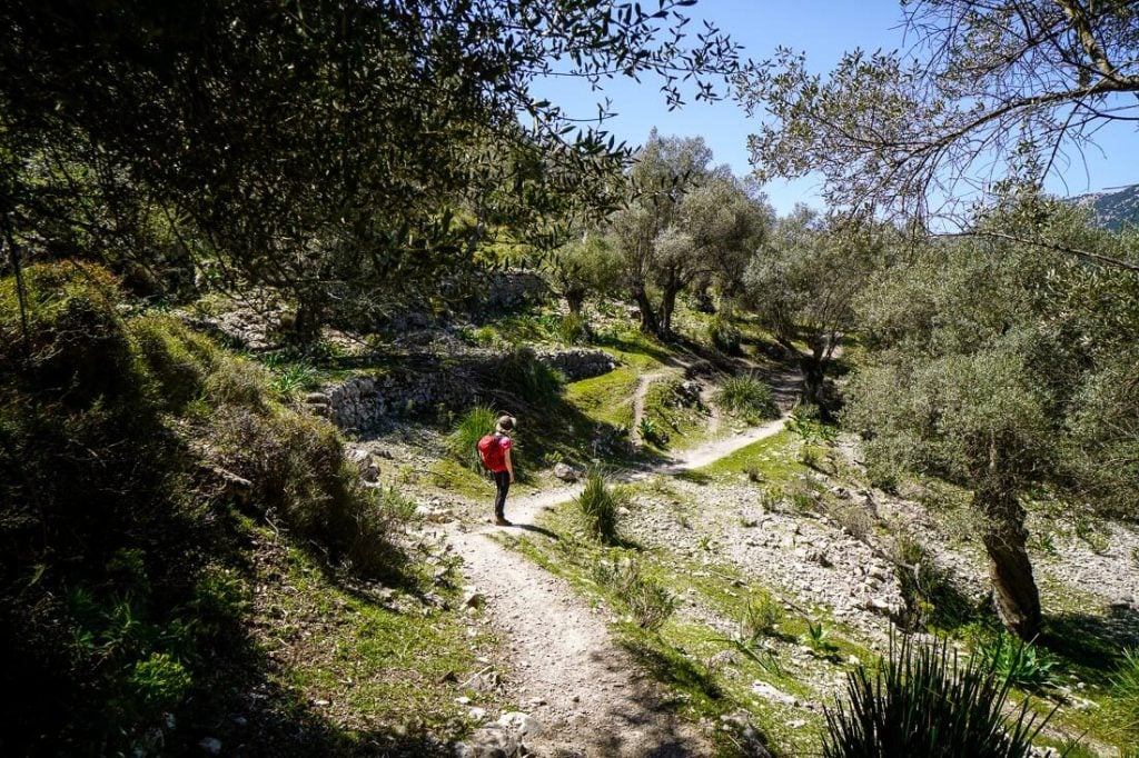 GR 221 Orient, Olive Grove, Mallorca