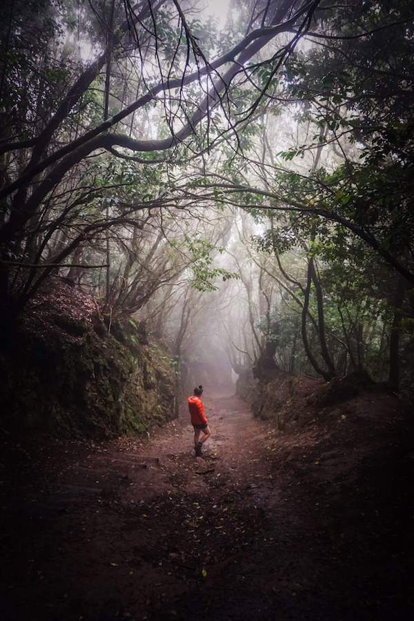 Anaga Forest, Anaga Rural Park, Tenerife, Spain