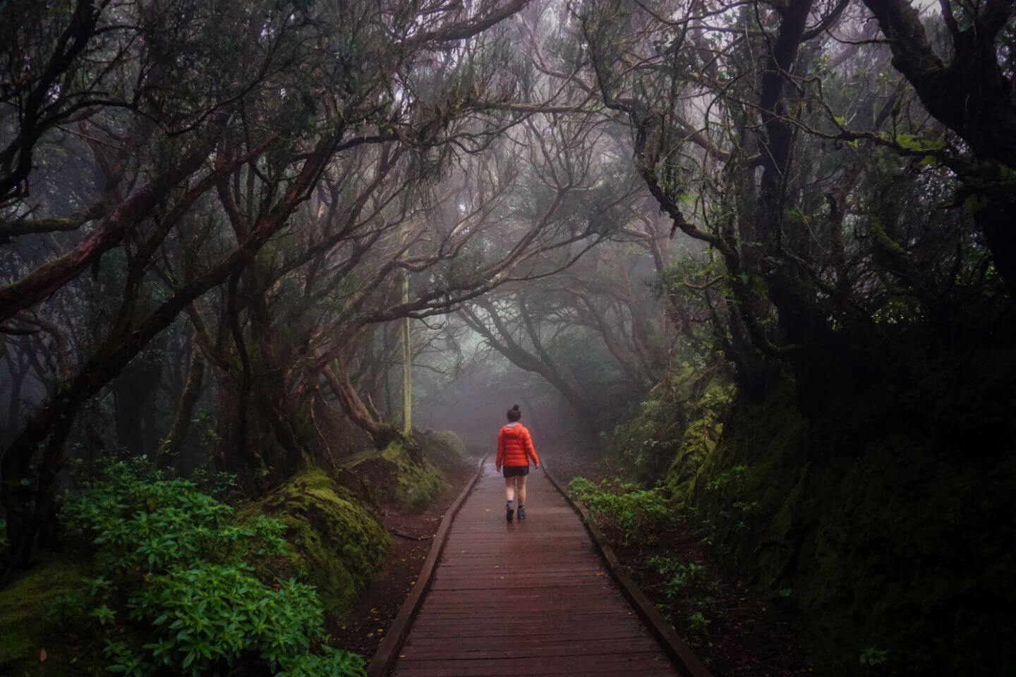 Path of the Senses Forest Walk, Cruz del Carmen, Anaga Forest, Tenerife