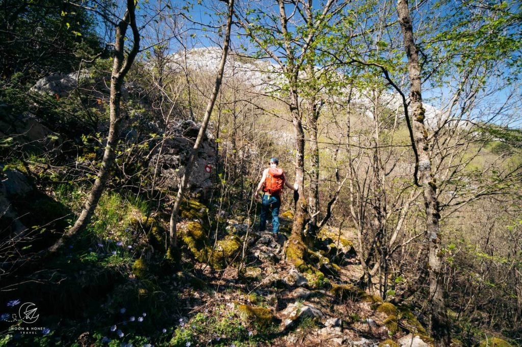 Pestingrad hike, forest, Kotor Bay, Montenegro