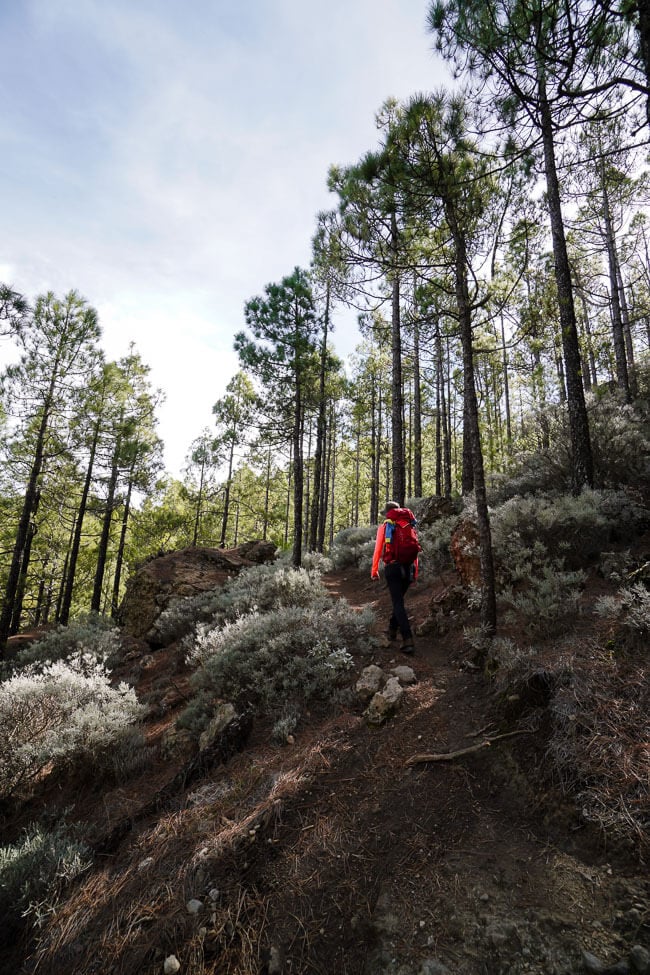 Pico de las Nieves forest trail, Gran Canaria