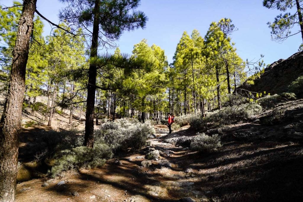 Pico de las Nieves forest hike, Gran Canaria