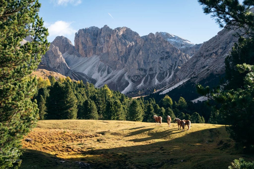 Odle Peaks and Horses, Dolomites